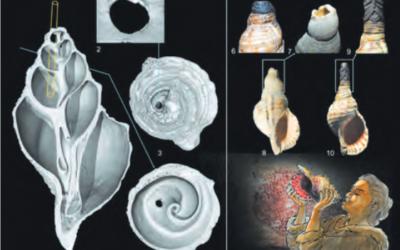 Acoustics in Music Archaeology: Re-Sounding the Marsoulas Conch and Its Cave Miriam A. Kolar, Carole Fritz, and Gilles Tosello
